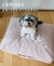 Carrusel modopet