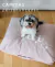 Carrusel modopet