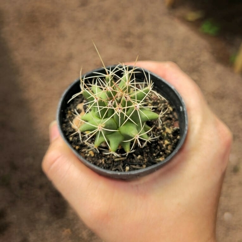 Thelocactus Matudae