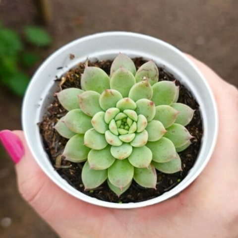 Echeveria Tipps