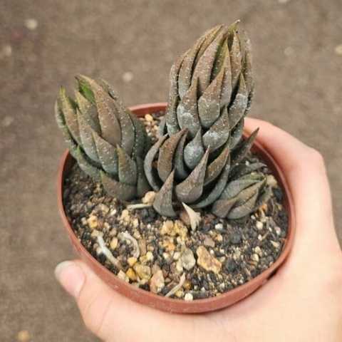 Haworthia Coarctata Var. Greenii