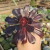 Aeonium Voodoo