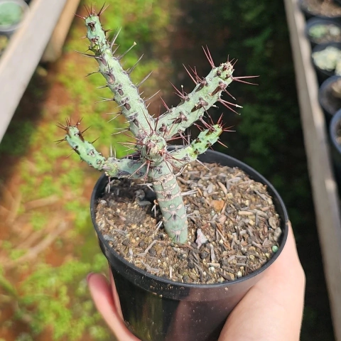 Euphorbia Aeruginosa