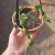 Ceropegia Sandersonii