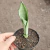 Sansevieria Moonshine