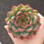 Echeveria Mercury - comprar online