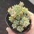G. pachyphyllum Blue Bean - comprar online