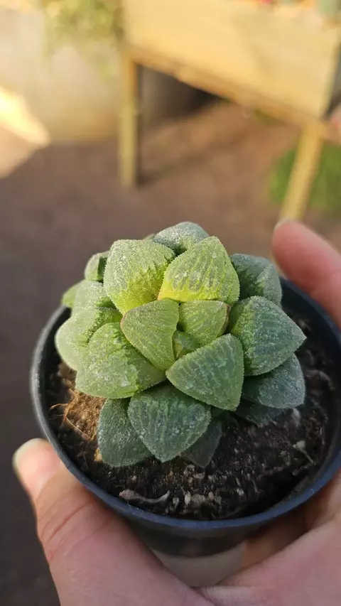 Haworthia Pygmea - comprar online