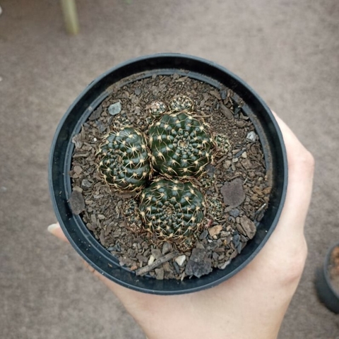 Lobivia Amarela