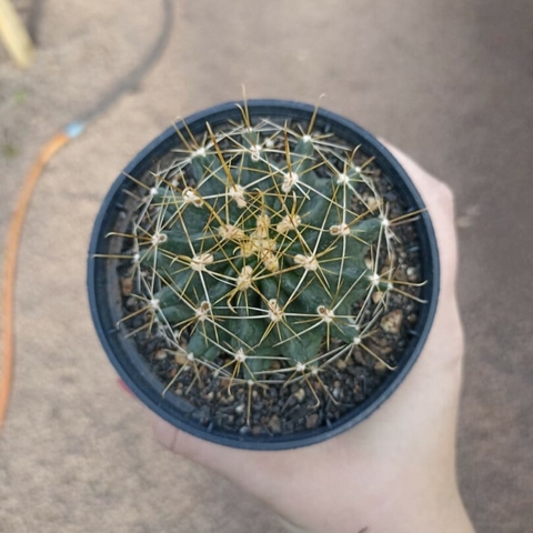 Hamathocactus Sinuosa