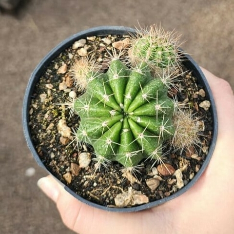 Echinopsis Híbrido