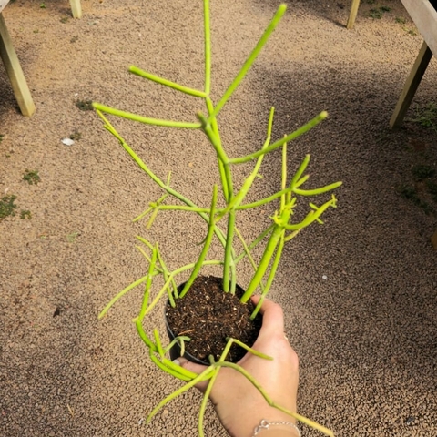Euphorbia Tirucalli