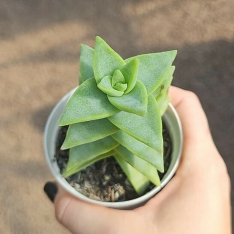 Crassula Penhoek Pass