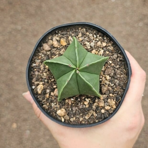 Astrophytum Nudum