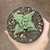 Faucaria Tuberculosa