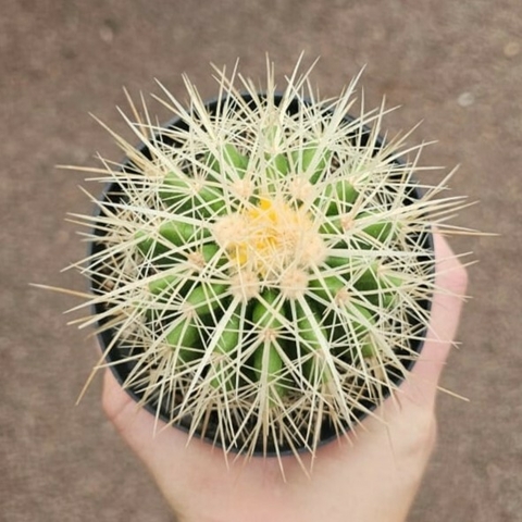 Echinocactus Grusonii Albispinus
