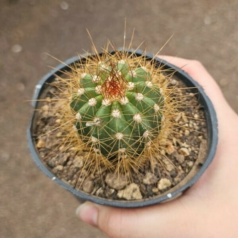 Coleocephalocereus Aureus Subs. Brevicylindricus