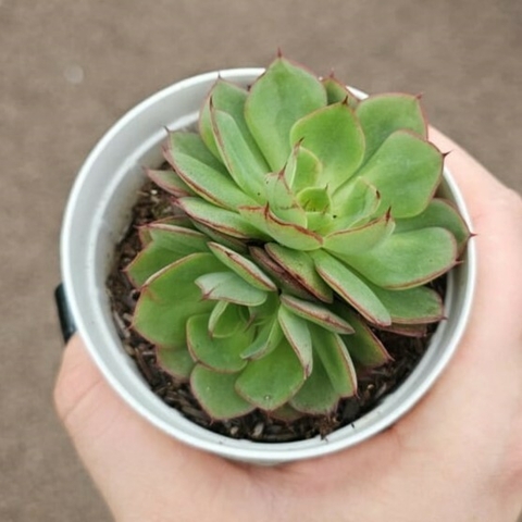 Echeveria Yang Jin