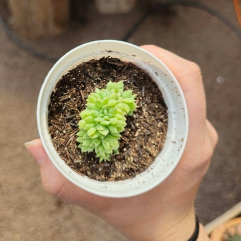 Echeveria Irish Min Cristata