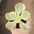 Echeveria Suyon Variegata