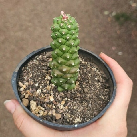 Euphorbia Monadenium Ritchiei