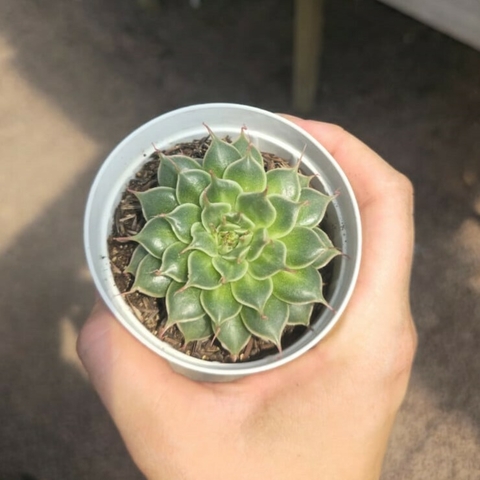 Echeveria Sweet Flame