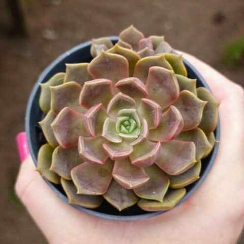 Echeveria Iron Frist - comprar online