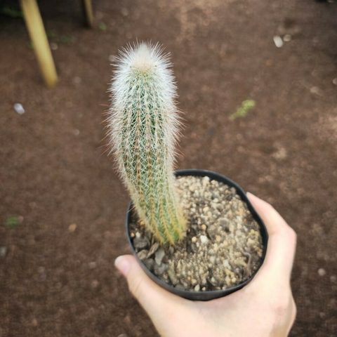 Cleistocactus Strausii