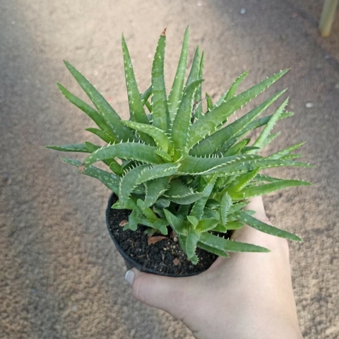 Aloe SP.