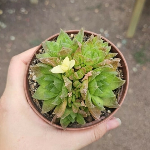 Haworthia Cymbiformis Pouco Var.