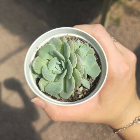 Echeveria Montblanc