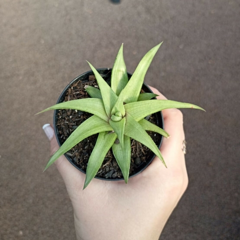 Howorthia Uboboensis