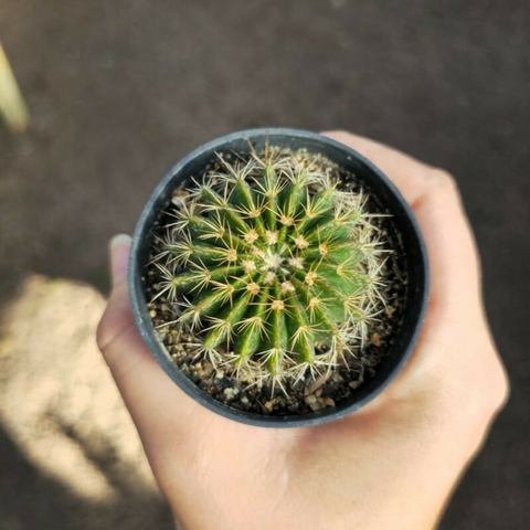 Wigginisia Courantii
