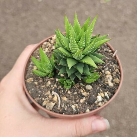 Haworthia Fasciata