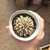 Echeveria Ariel Cristata