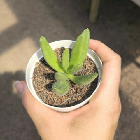 Cotyledon Campanulata