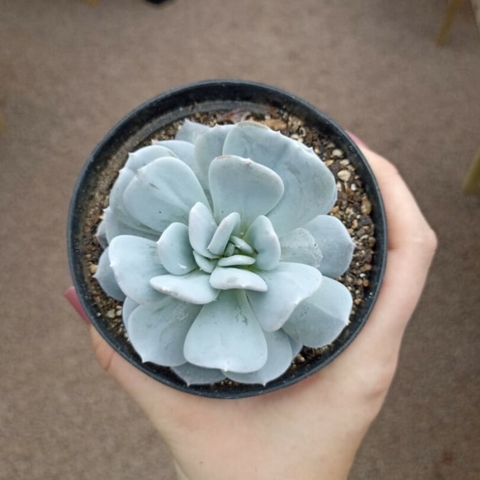 Echeveria Exotic