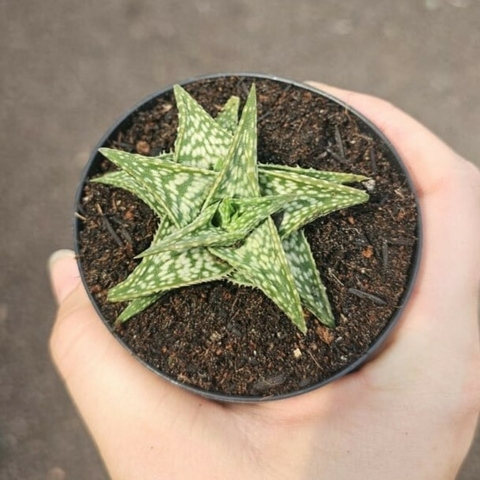 Aloe Descoingsii