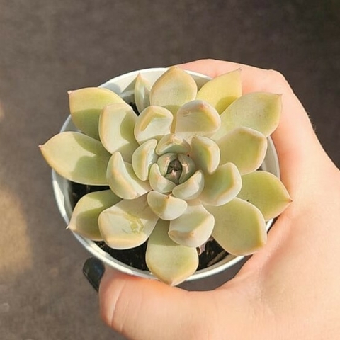Echeveria Ayla