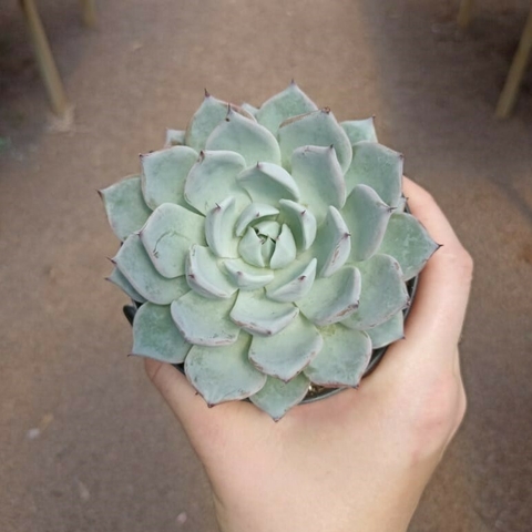 Echeveria Colorata Var. Lindsayana