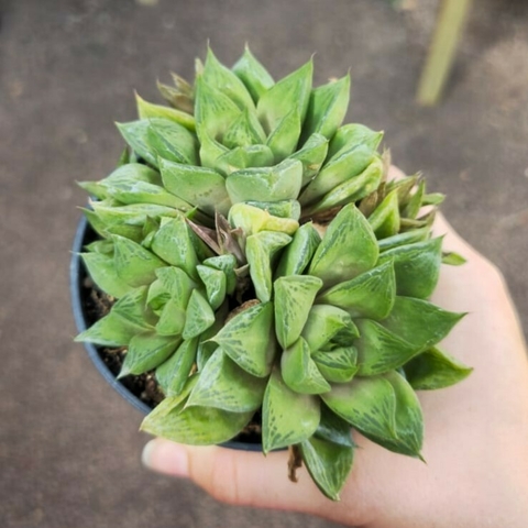 Haworthia Cuspidata