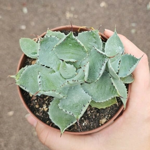 Agave Colorata