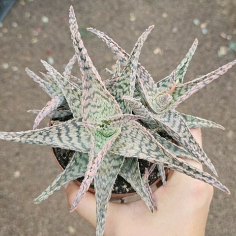 Aloe Moonglow