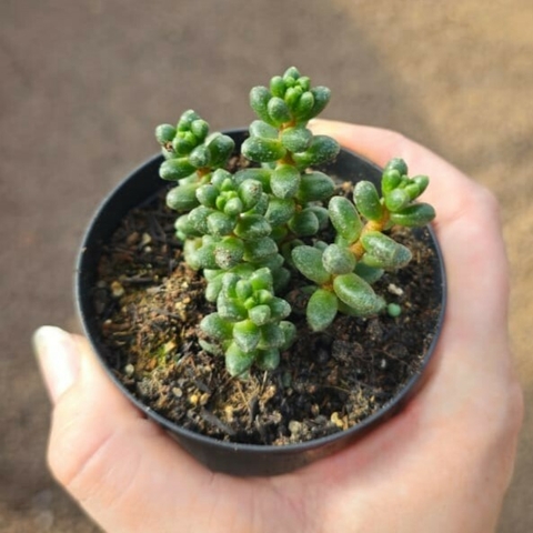 Sedum Furfuraceum