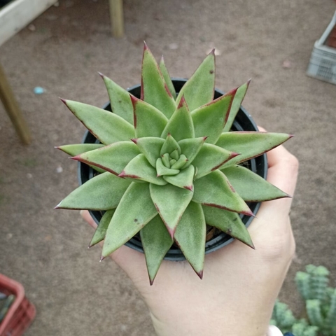 Echeveria Agavoide Lipstik