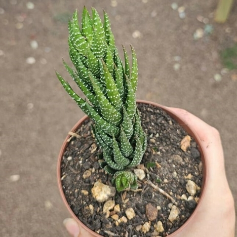 Haworthia Coarctata Var. Coarctata