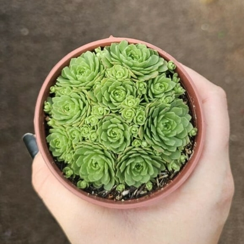 Rosularia Platyphylla