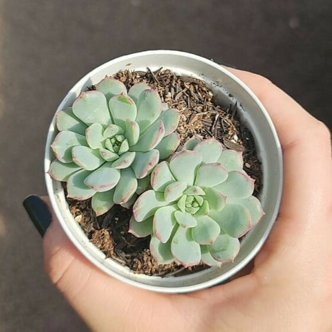 Echeveria Accolade