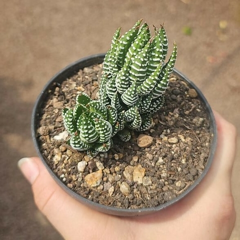 Haworthia Reinwardtii