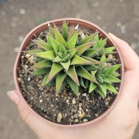 Haworthia Limifolia Var. Browniana